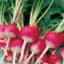 RADISH, SPARKLER WHITE TIP 50# — thumbnail 1 of 2