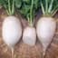 Radish, White Chinese Celestial 1/2oz — thumbnail 1 of 2