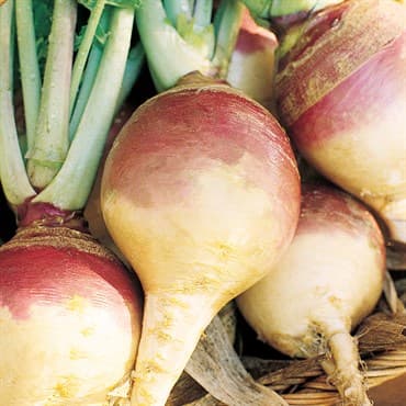 Rutabaga, American Purple Top 1lb — photo 1 of 2