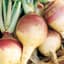 RUTABAGA, PURPLE TOP 50# — thumbnail 1 of 2