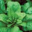 SPINACH, BLOOMSDALE 50# — thumbnail 1 of 2