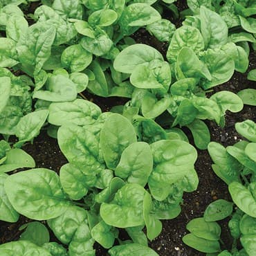 Spinach, Early Hybrid #7 1lb — photo 1 of 2