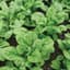 Spinach, Early Hybrid #7 1lb — thumbnail 1 of 2