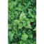 Spinach, New Zealand 1/2oz — thumbnail 1 of 2