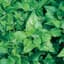 SPINACH, NEW ZEALAND 50 — thumbnail 1 of 2