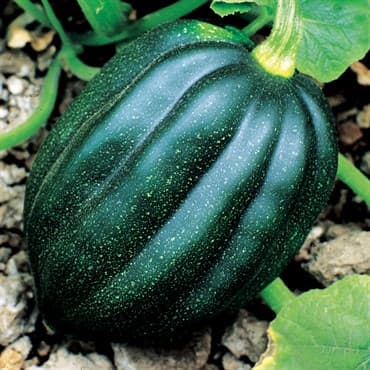 Squash, Table Queen Acorn 1/2lb — photo 1 of 2