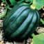 Squash, Table Queen Acorn 1/2lb — thumbnail 1 of 2