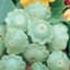 Squash, Bennings Green Tint 1/2oz — thumbnail 1 of 2