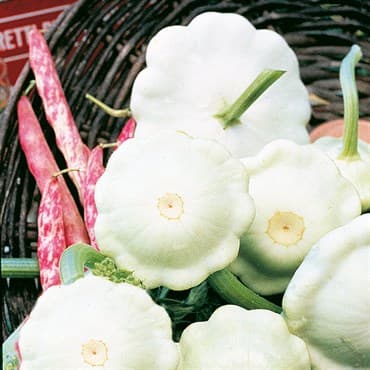 Squash, Early White Bush 1/2oz — photo 1 of 2