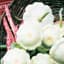 SQUASH, EARLY WHITE BUSH 50# — thumbnail 1 of 2