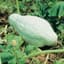 Squash, Improved Green Hubbard 1/2oz — thumbnail 1 of 2