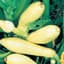Squash, Straightneck 1/2oz — thumbnail 1 of 2