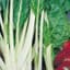 Swiss Chard, Lucullus 1/2lb — thumbnail 1 of 2