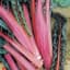 Swiss Chard, Red 1/2oz — thumbnail 1 of 2