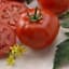 Tomato, Better Boy Untreated 1000 Seed Count — thumbnail 1 of 2