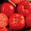 Tomato, Supersonic - 1000/Pkt — thumbnail 1 of 2