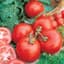 Tomato, Marglobe 1/4oz — thumbnail 1 of 2