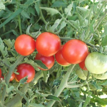 Tomato, Red Cherry 1/2oz — photo 1 of 2