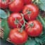 Tomato, Rutgers 1/2oz — thumbnail 1 of 2