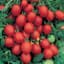 Tomato, Sugar Plum Grape - 1/16oz — thumbnail 1 of 2