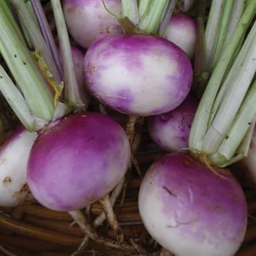 Turnips, Purple Top White Globe 1lb — photo 1 of 2
