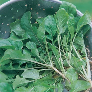 Turnips, Seven Top 1lb — photo 1 of 2