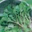 Turnips, Seven Top 1/2oz — thumbnail 1 of 2