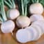 Turnips, White Lady 1/2oz — thumbnail 1 of 2