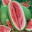 WATERMELON CHARLESTON GREY 1  50# — thumbnail 1 of 2