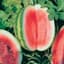 Watermelon, Crimson Sweet 1/2lb — thumbnail 1 of 2