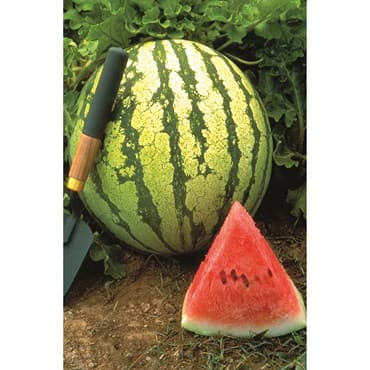 Watermelon, Dixie Queen 1/2oz — photo 1 of 2