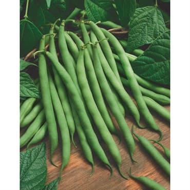 Beans, Bush Organic Blue Lake 50lb — photo 1 of 2