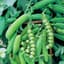 Peas, Early Alaska 62 1/2lb — thumbnail 1 of 2