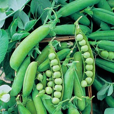 Peas, Early Alaska 62 25lb — photo 1 of 2