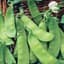 Peas, Dwarf Grey Sugar 25lb — thumbnail 1 of 2