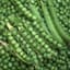 Peas, Green Arrow 1/2lb — thumbnail 1 of 2