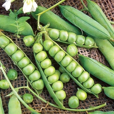 Peas, Little Marvel 1/2lb — photo 1 of 2