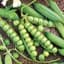 Peas, Little Marvel 50lb — thumbnail 1 of 2