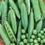Peas, Thomas Laxton 25lb — thumbnail 1 of 2