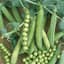 Peas, Wando 1lb — thumbnail 1 of 2