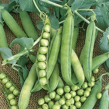 Peas, Wando 25lb — photo 1 of 2
