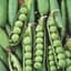Peas, Early Frosty 50lb — thumbnail 1 of 2