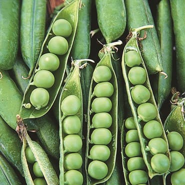 Peas, Frosty Treated 50lb — photo 1 of 2