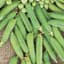 Peas, Maestro Treated 50lb — thumbnail 1 of 2
