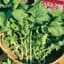 Arugula, Rocket 1/2oz — thumbnail 1 of 2