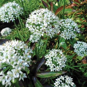Garlic Chives 1/4oz — photo 1 of 2