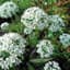 Garlic Chives 1/4oz — thumbnail 1 of 2