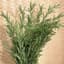 Rosemary 1/4oz — thumbnail 1 of 2