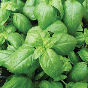 Basil, Sweet 1/2oz — photo 1 of 2