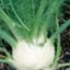 Fennel, Sweet oz — thumbnail 1 of 2